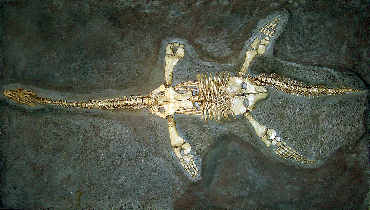 Plesiosaur_cast_arp_small